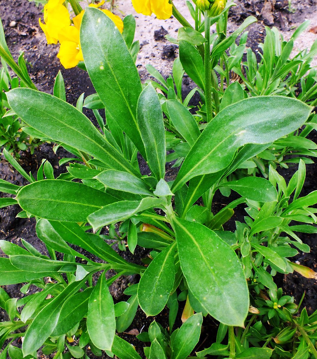 Erysimum × cheiri leaf