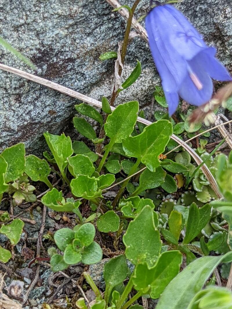 Campanula cochleariifolia leaf