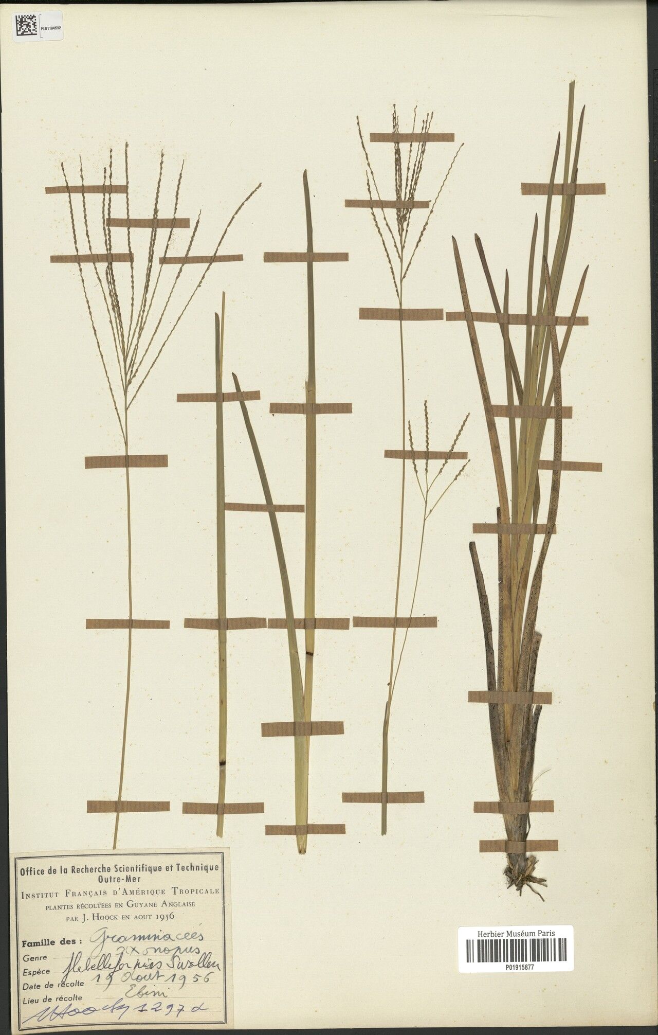 Axonopus flabelliformis flower