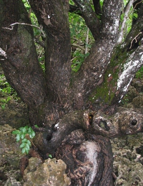 Xylocarpus rumphii habit