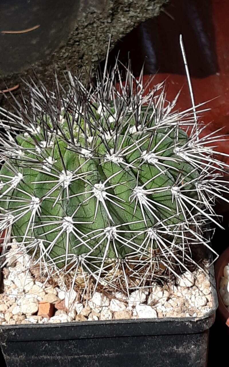 Acanthocalycium klimpelianum — related species from the same genus