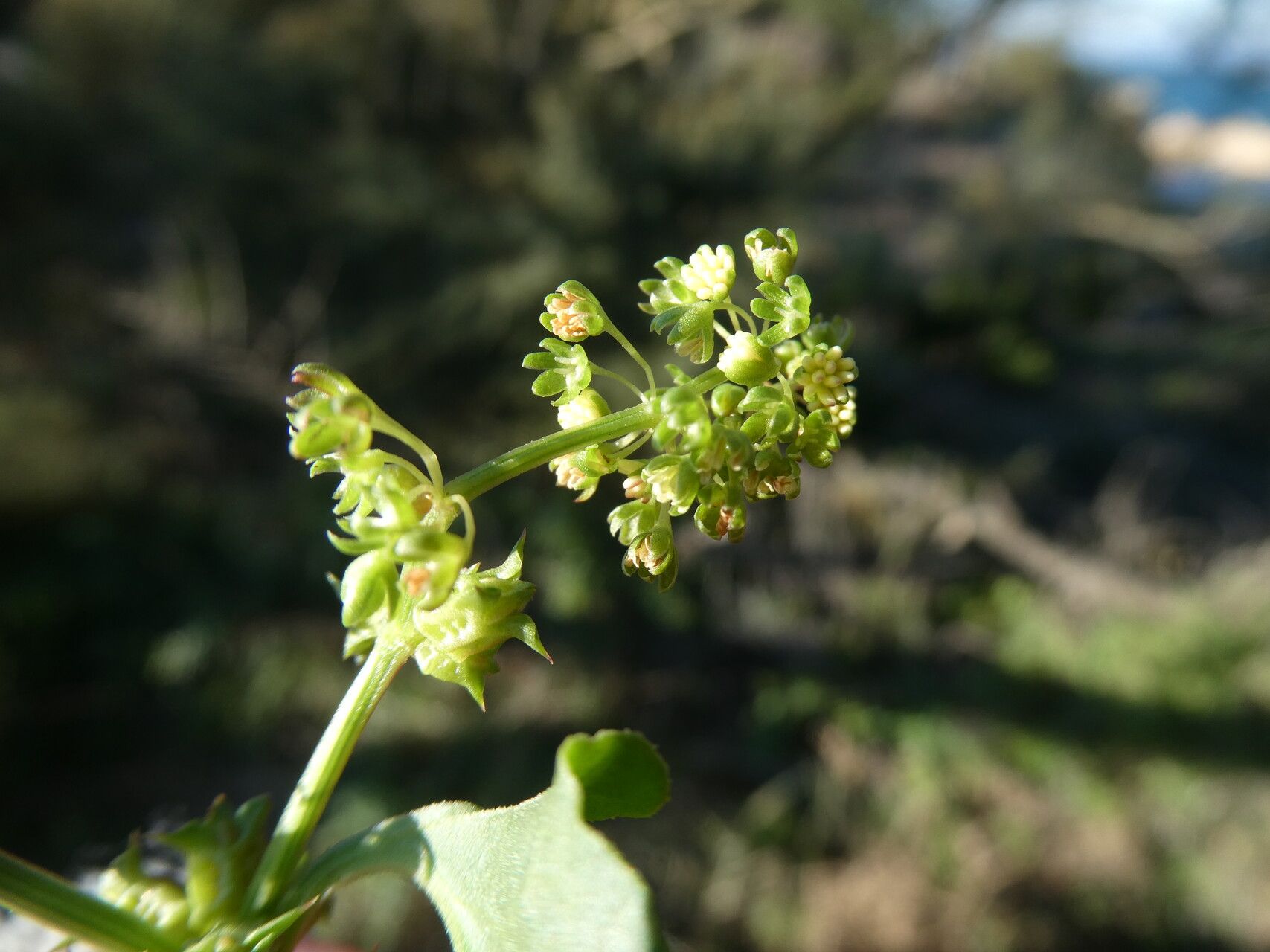Rumex spinosus flower