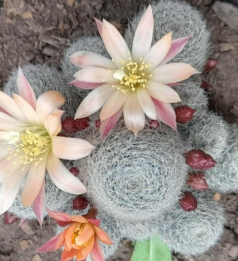 Rebutia albopectinata flower