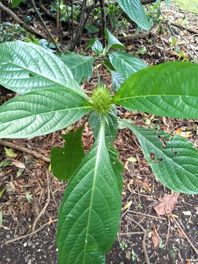 Justicia aurea — search result for 'Justicia'