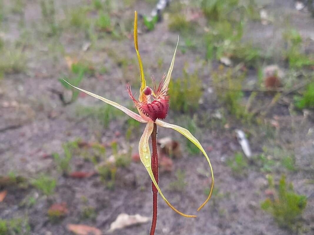 Caladenia pectinata — houseplant care guide