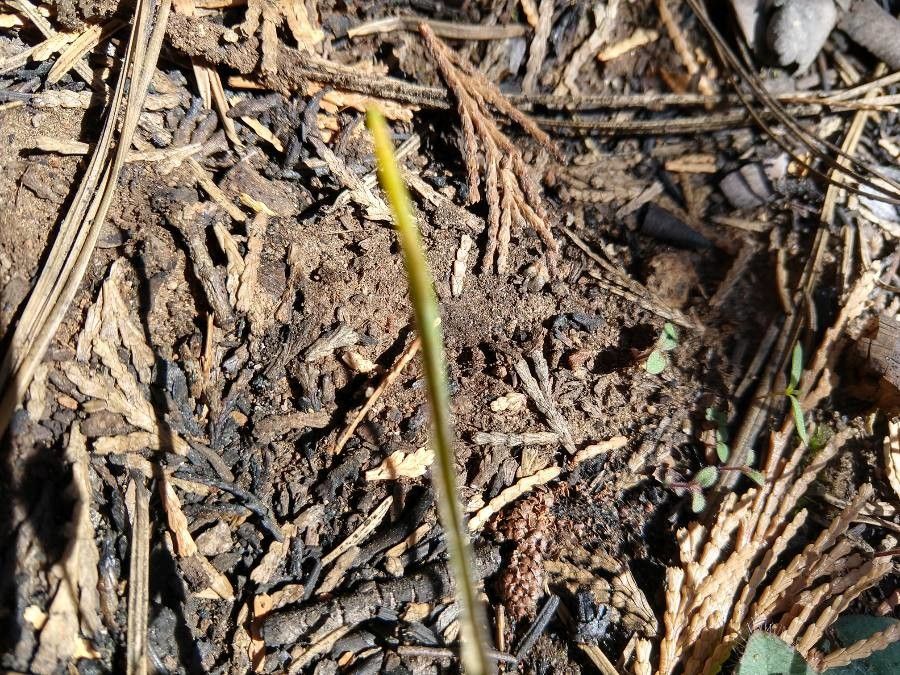 Triteleia ixioides — houseplant care guide