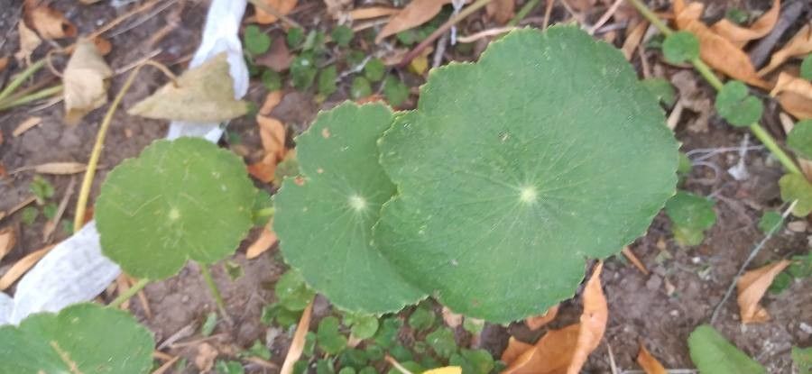 Hydrocotyle incrassata leaf