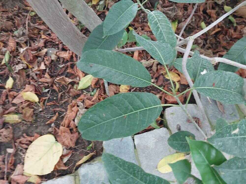 Ficus cundinamarcensis — houseplant care guide