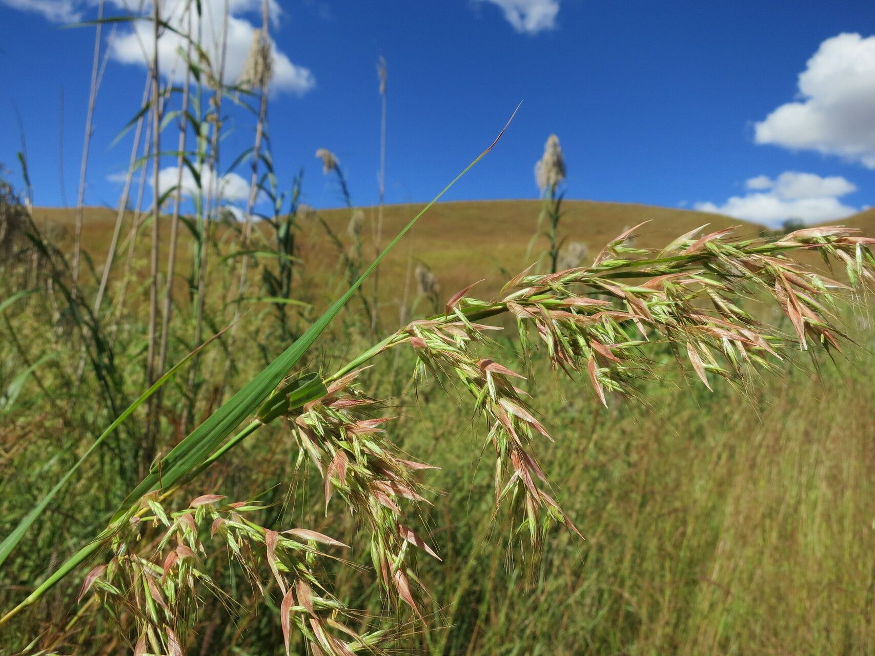 Hyparrhenia variabilis — houseplant care guide