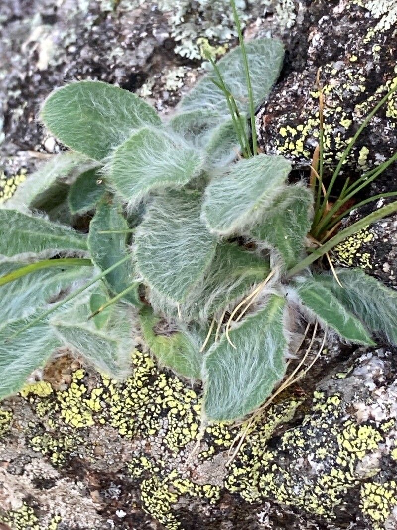 Hieracium phlomoides leaf