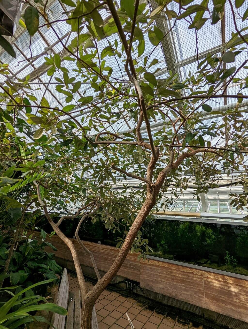 Quercus cubana habit