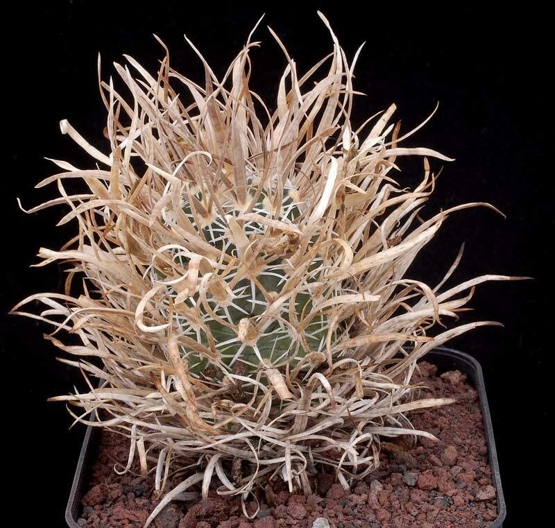 Sclerocactus papyracanthus — houseplant care guide
