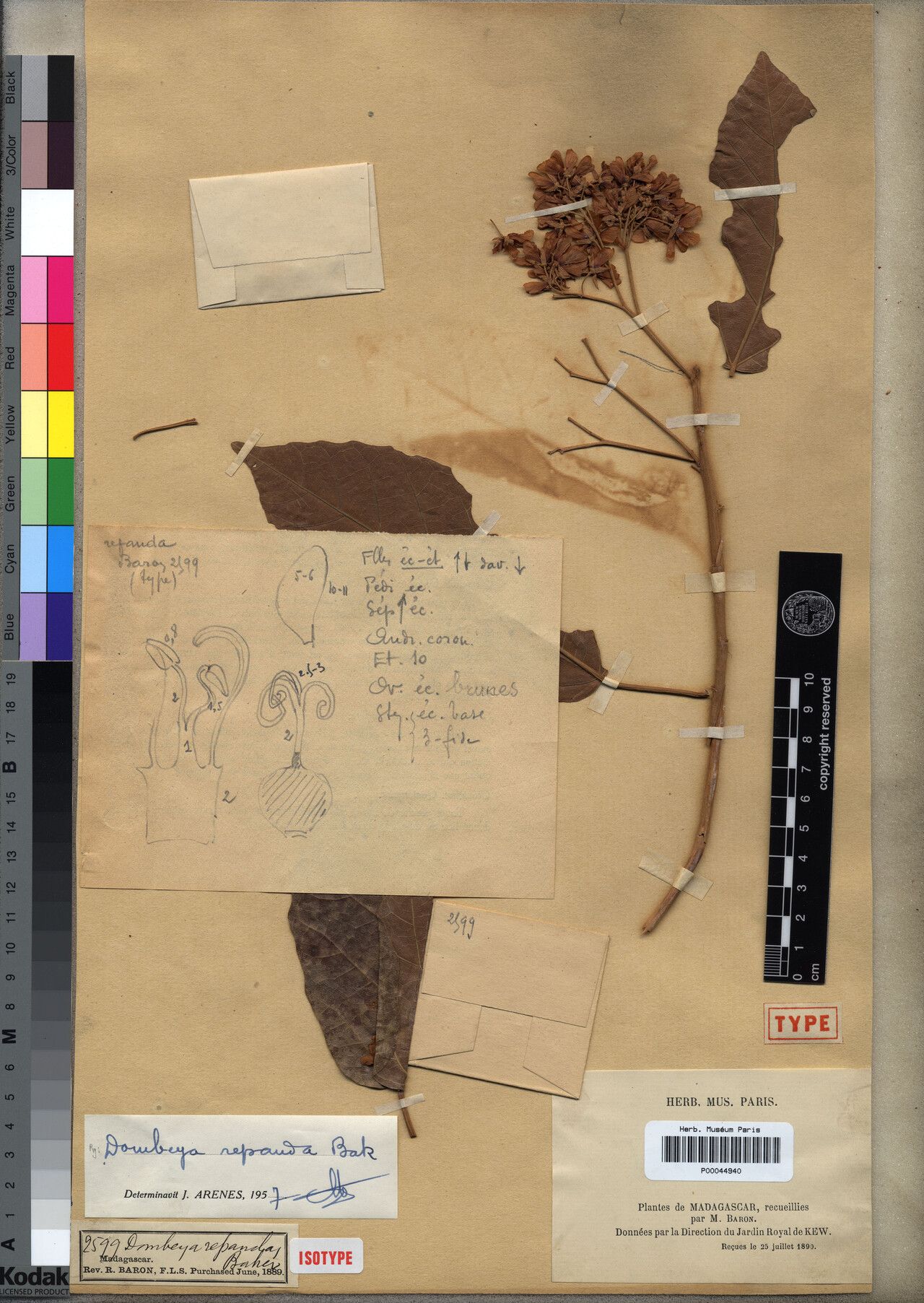 Dombeya repanda — houseplant care guide