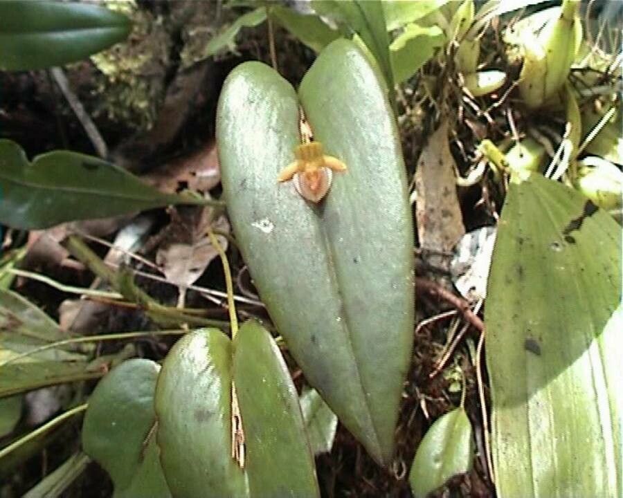 Pleurothallis discoidea — houseplant care guide