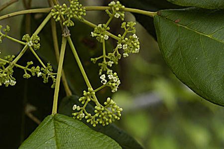 Petitia domingensis flower