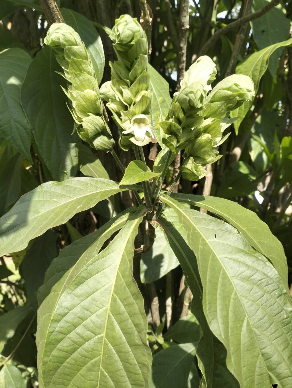 Justicia engleriana flower