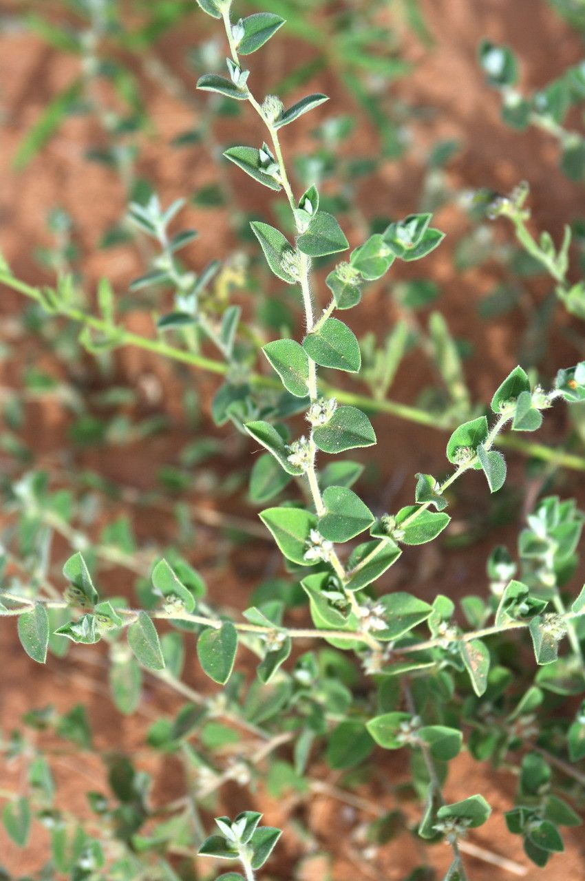 Indigofera cordifolia other
