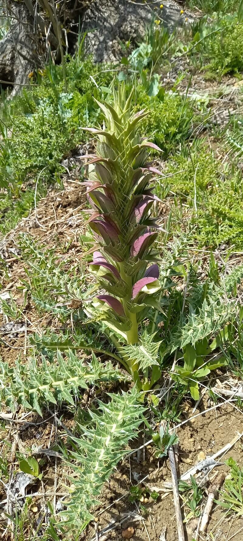 Acanthus syriacus — search result for 'Acanthus'