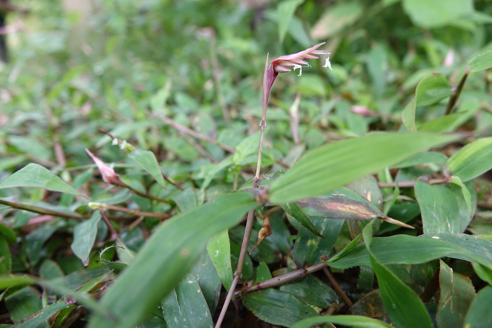 Thuarea perrieri habit