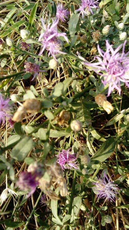 Centaurea aplolepa — houseplant care guide