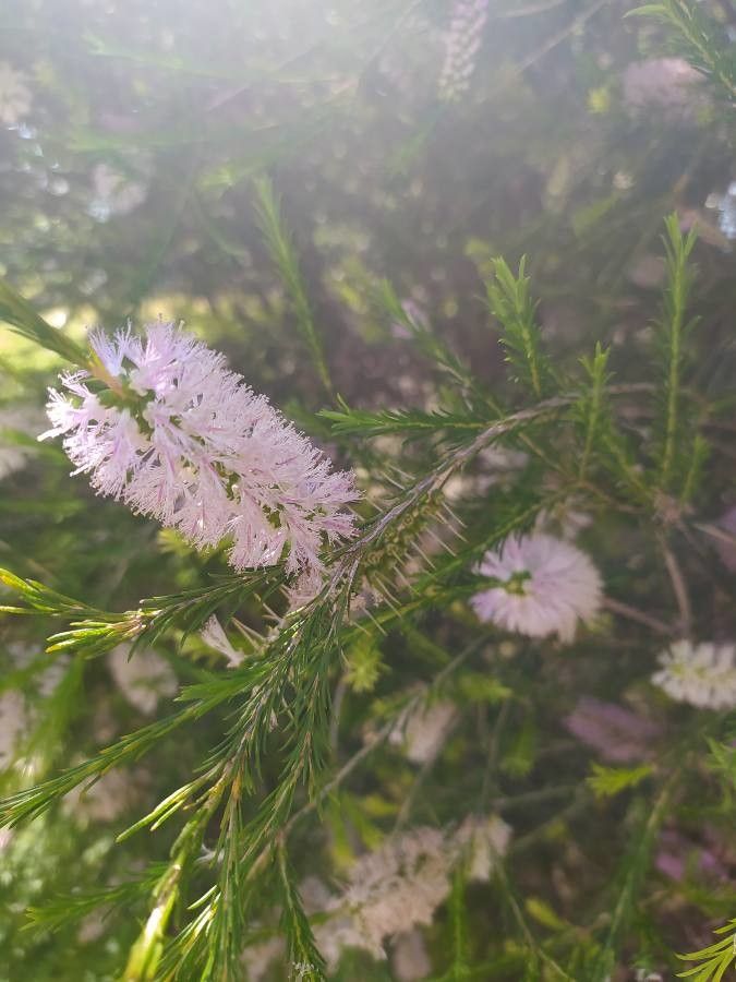 Melaleuca decussata flower