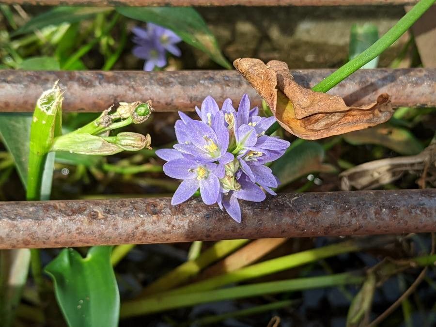 Monochoria hastata — related species from the same genus