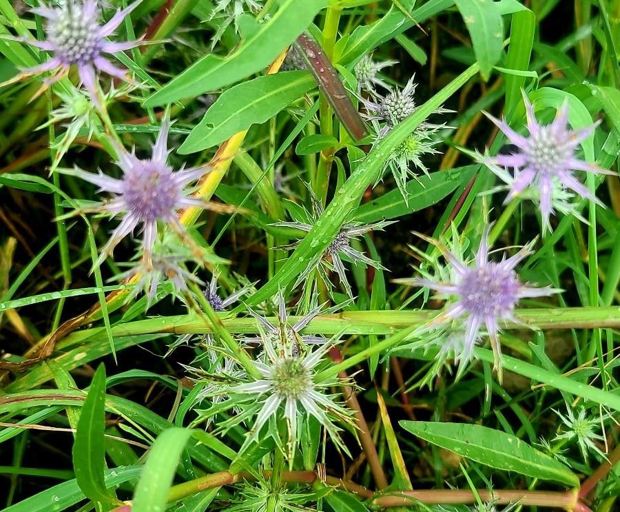 Eryngium hookeri — search result for 'Eryngium'