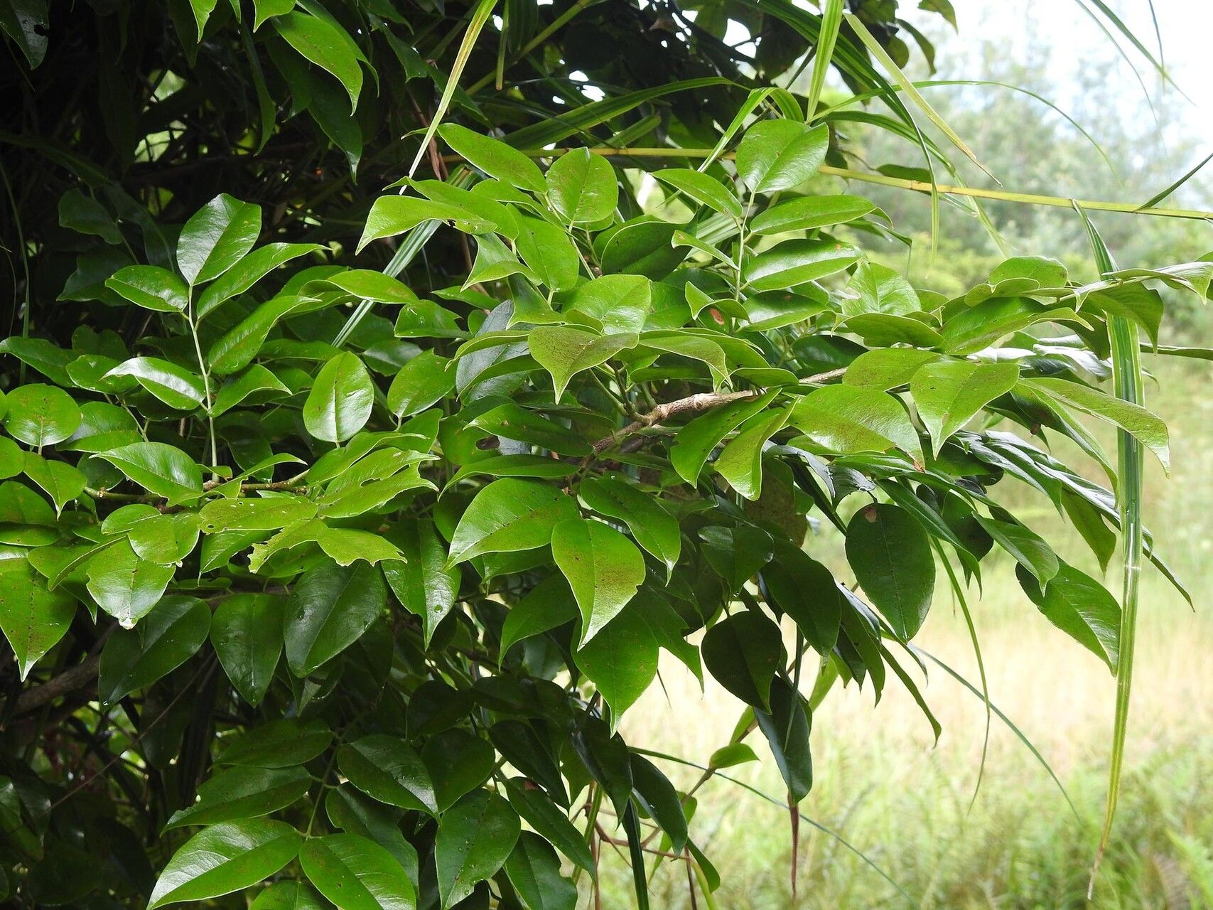 Dalbergia normandii — houseplant care guide