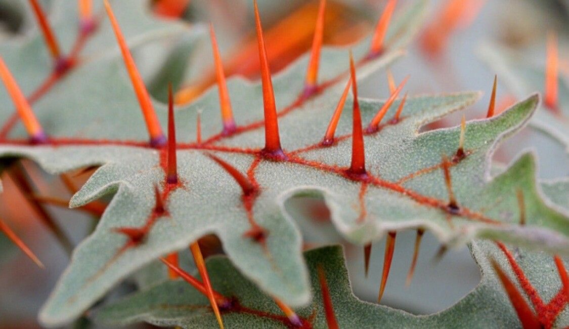 Solanum pyracanthos — houseplant care guide