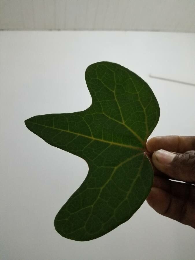 Aristolochia trilobata leaf