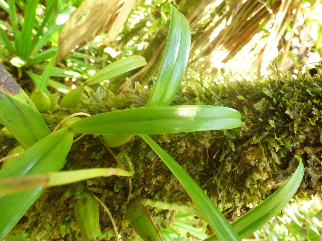 Bulbophyllum densum leaf
