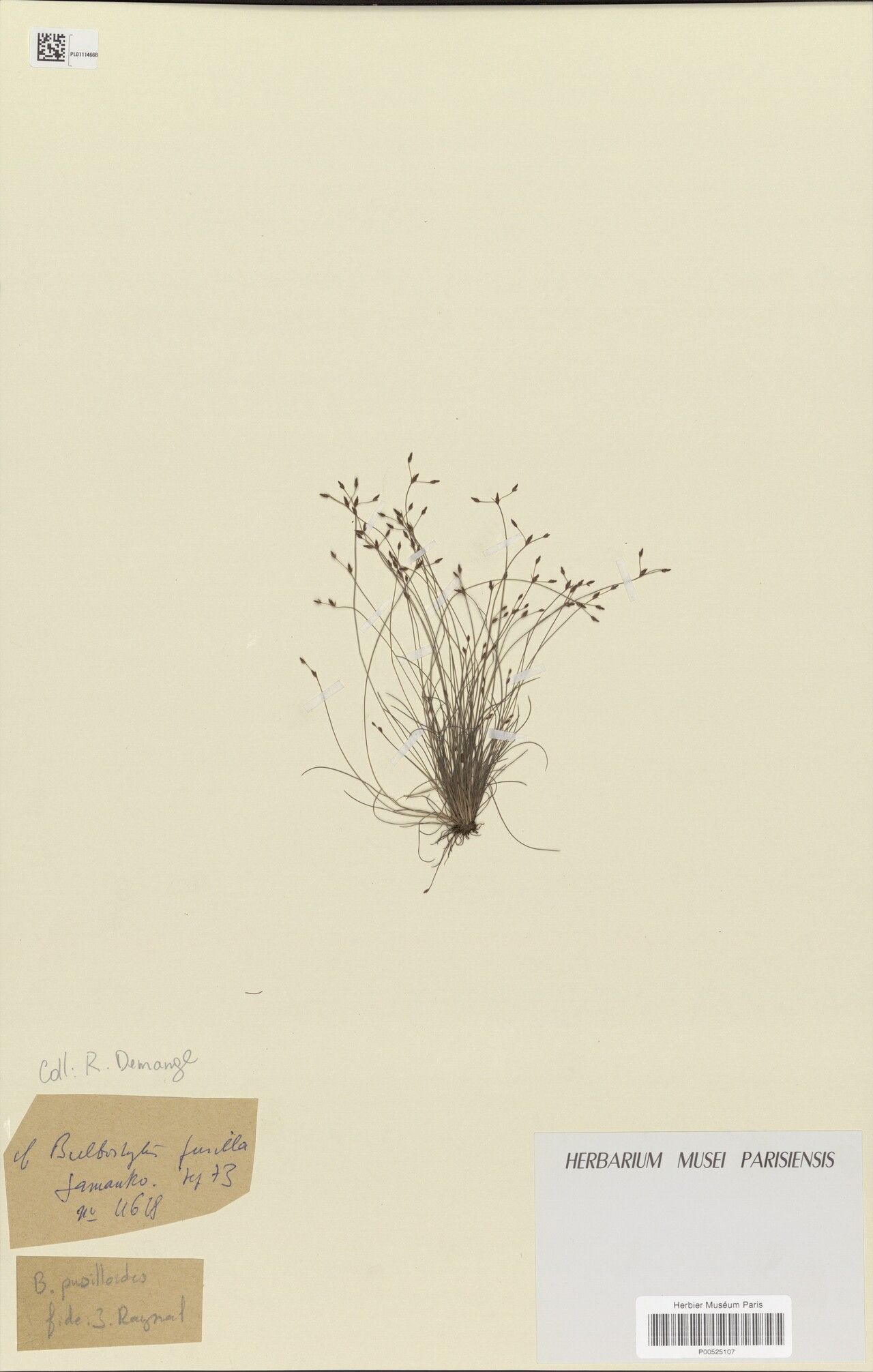 Bulbostylis pusilla — houseplant care guide