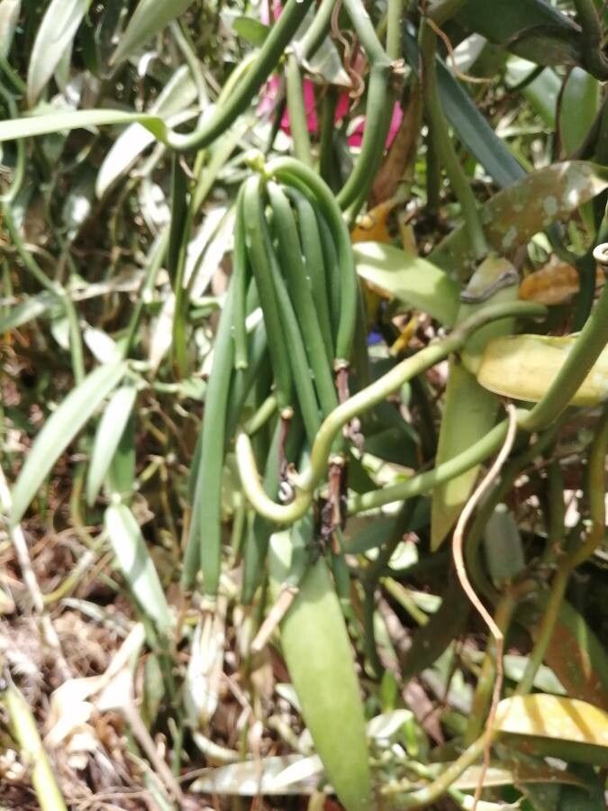 Vanilla planifolia fruit