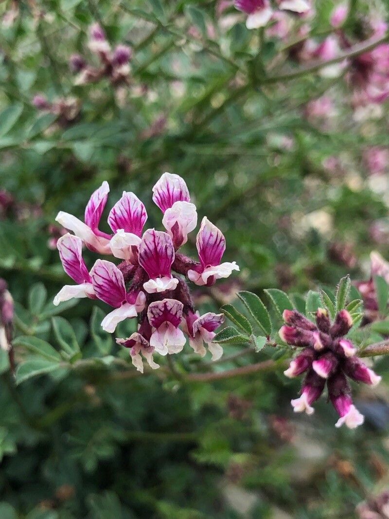 Hosackia stipularis — search result for 'Lotus'