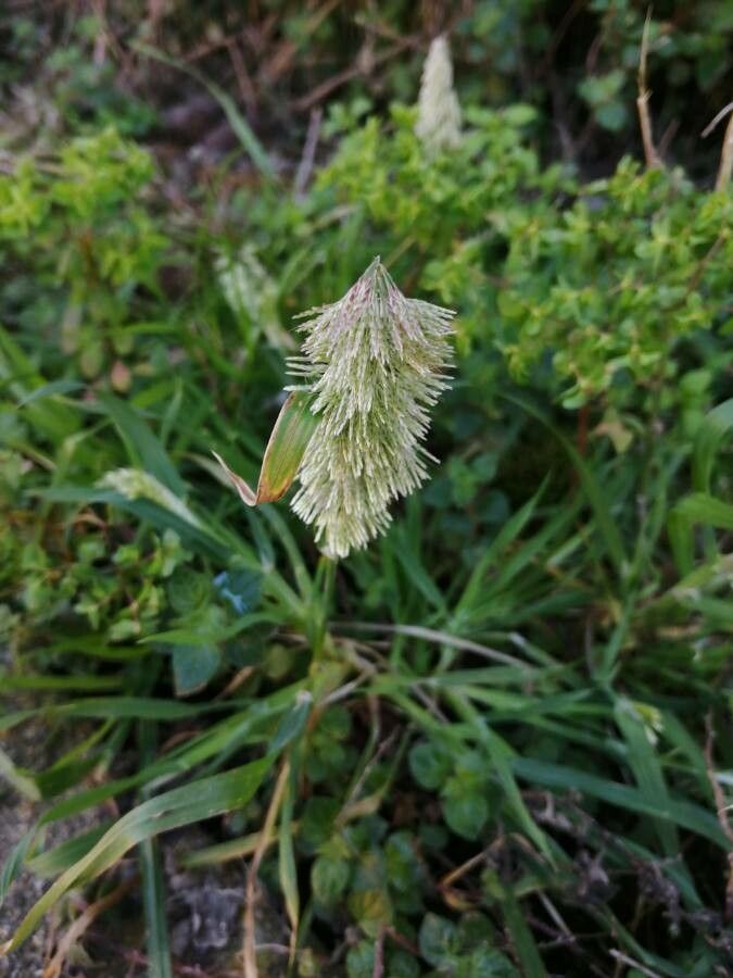 Lamarckia aurea flower