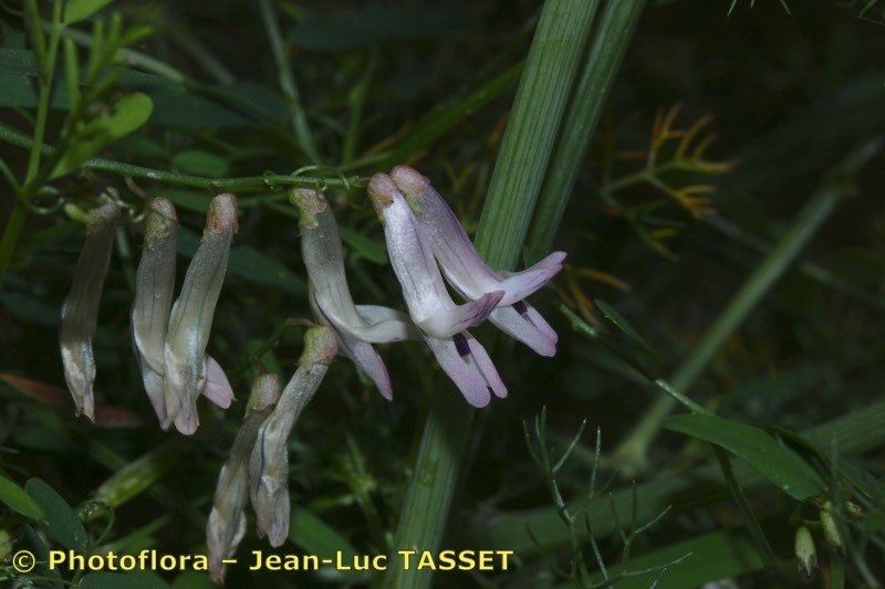 Vicia aphylla flower