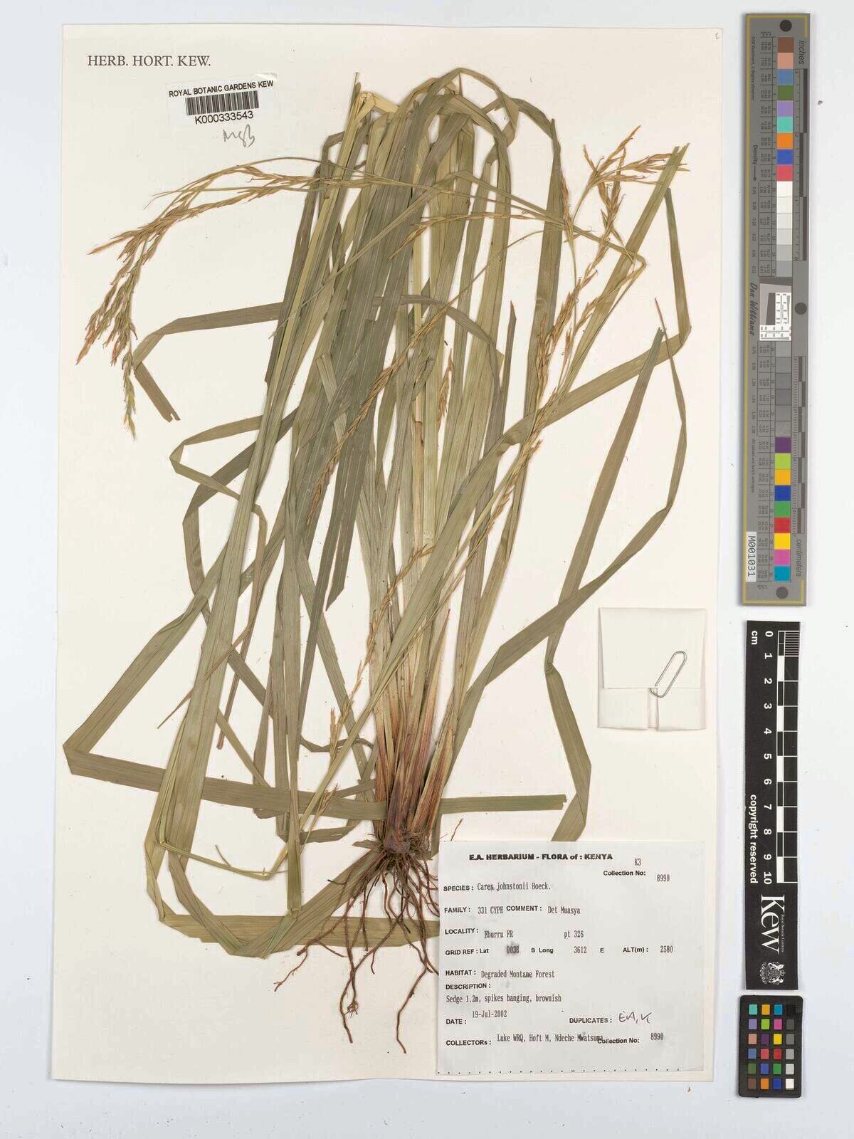 Carex johnstonii — houseplant care guide