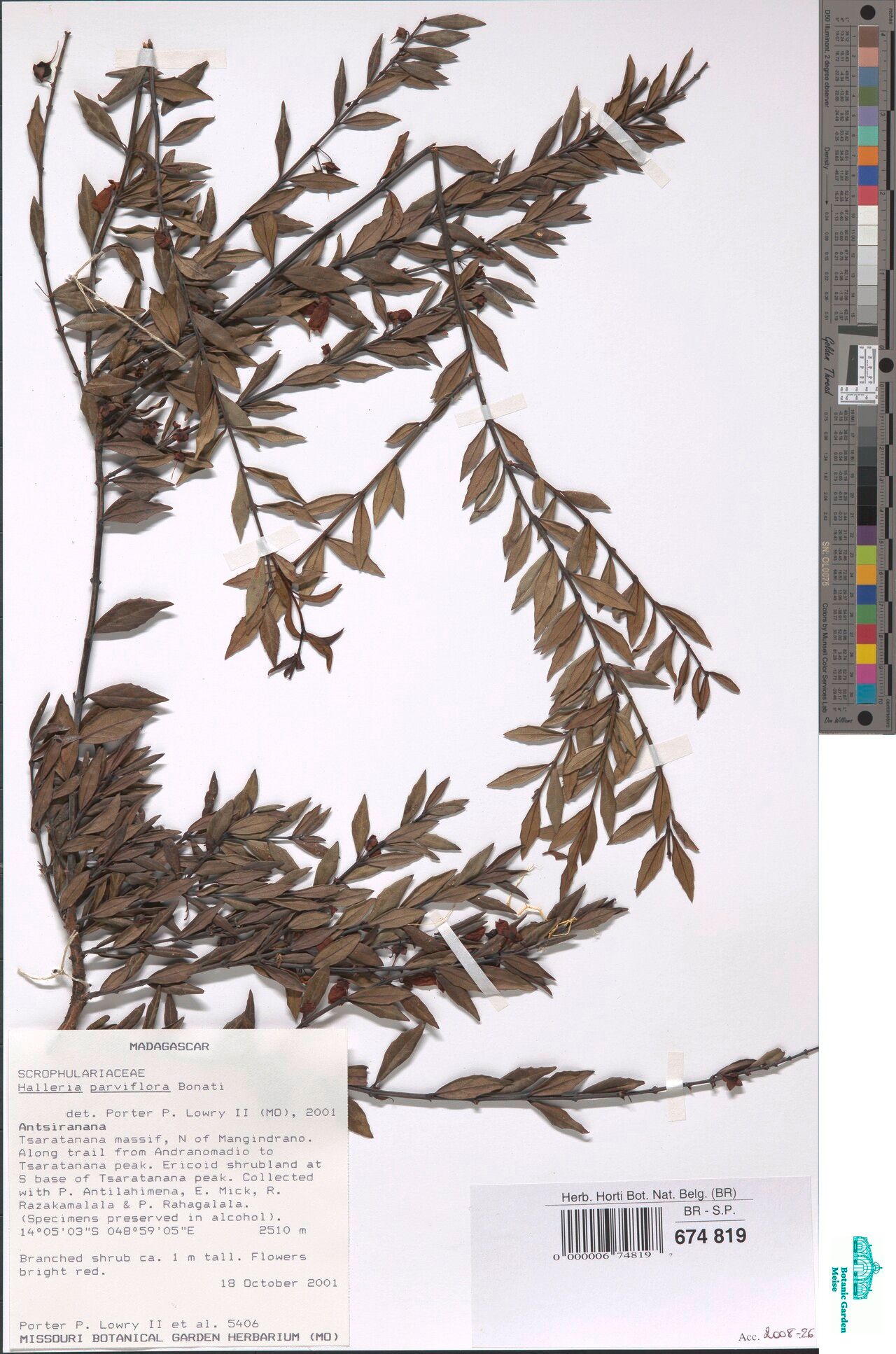 Halleria parviflora — related species from the same genus