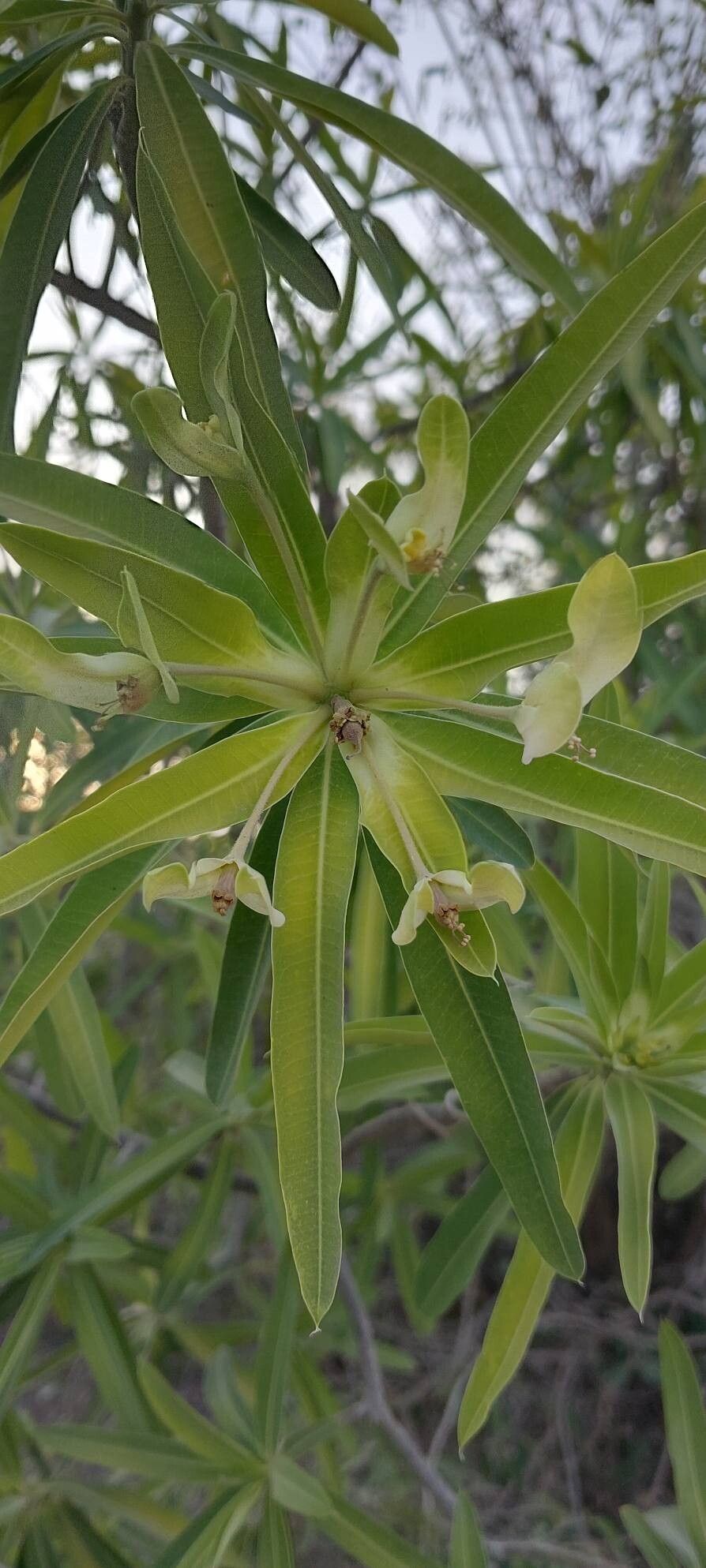 Euphorbia antso flower