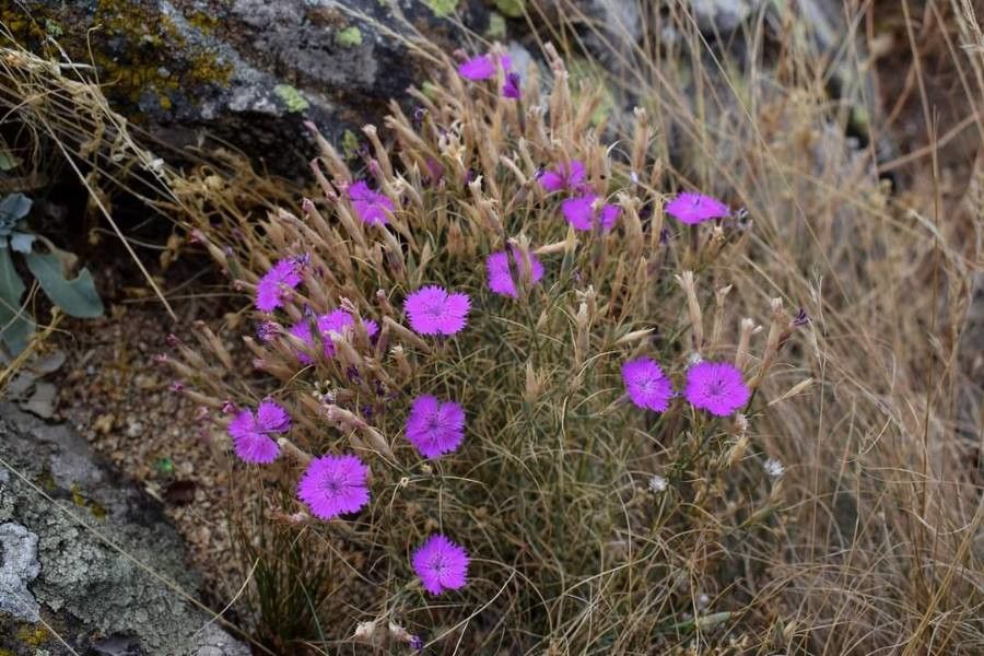 Dianthus nardiformis habit