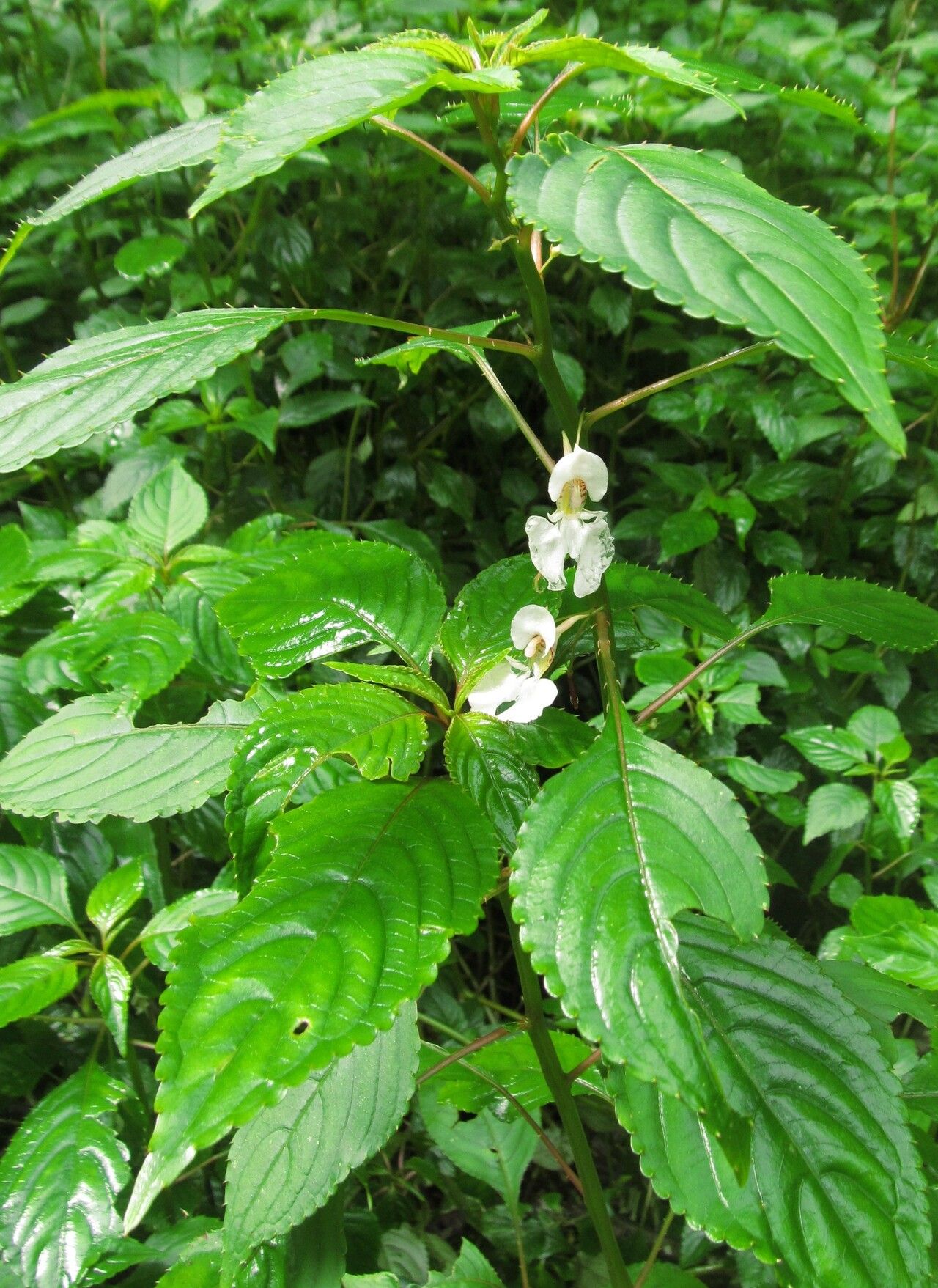 Impatiens mannii habit