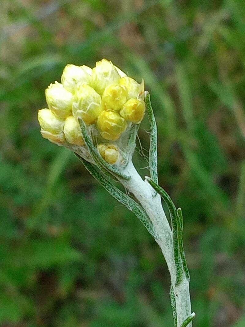 Laphangium luteoalbum flower