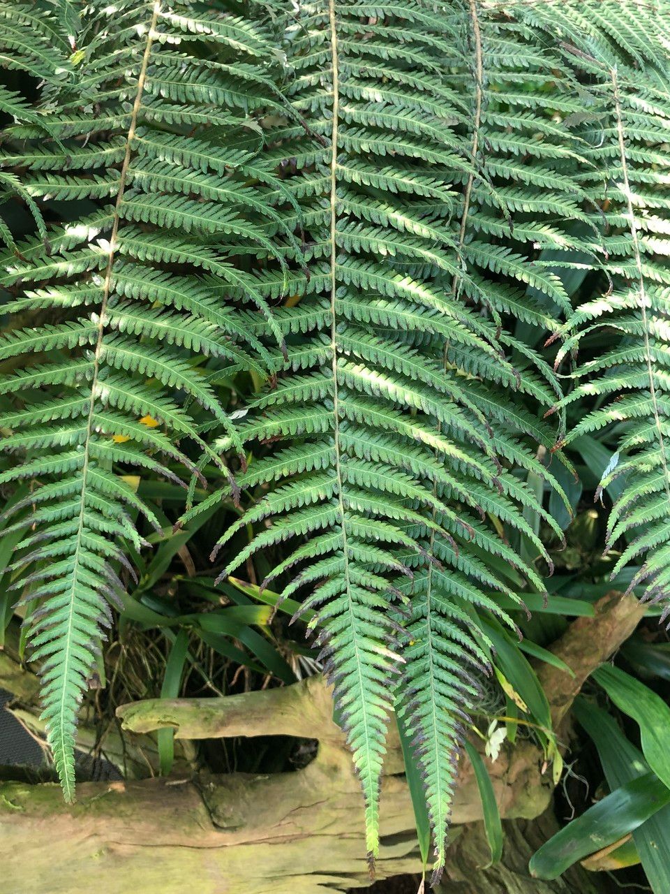 Alsophila dealbata leaf