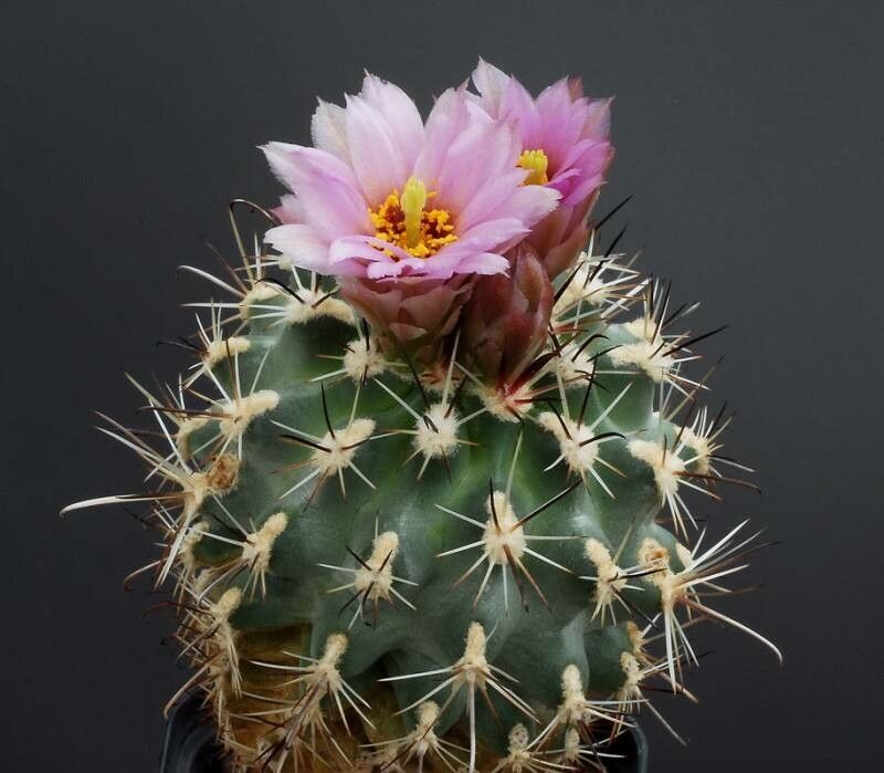 Sclerocactus wrightiae habit