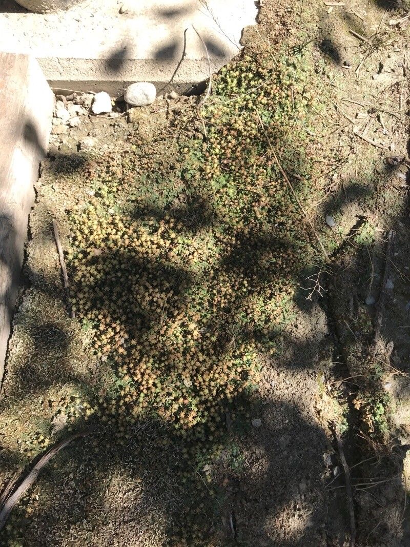 Monanthes pallens habit