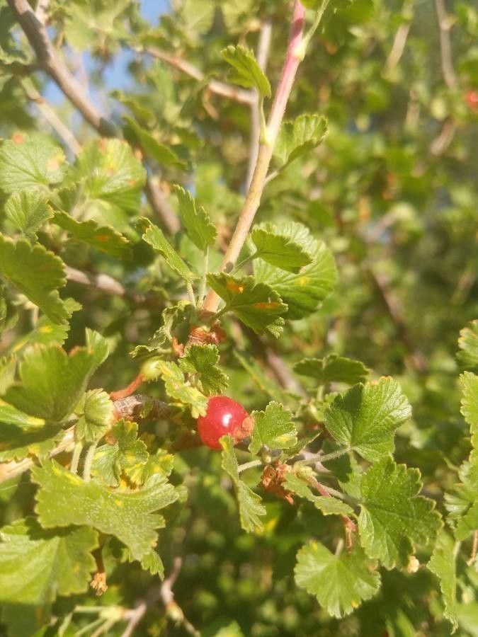 Ribes cereum fruit