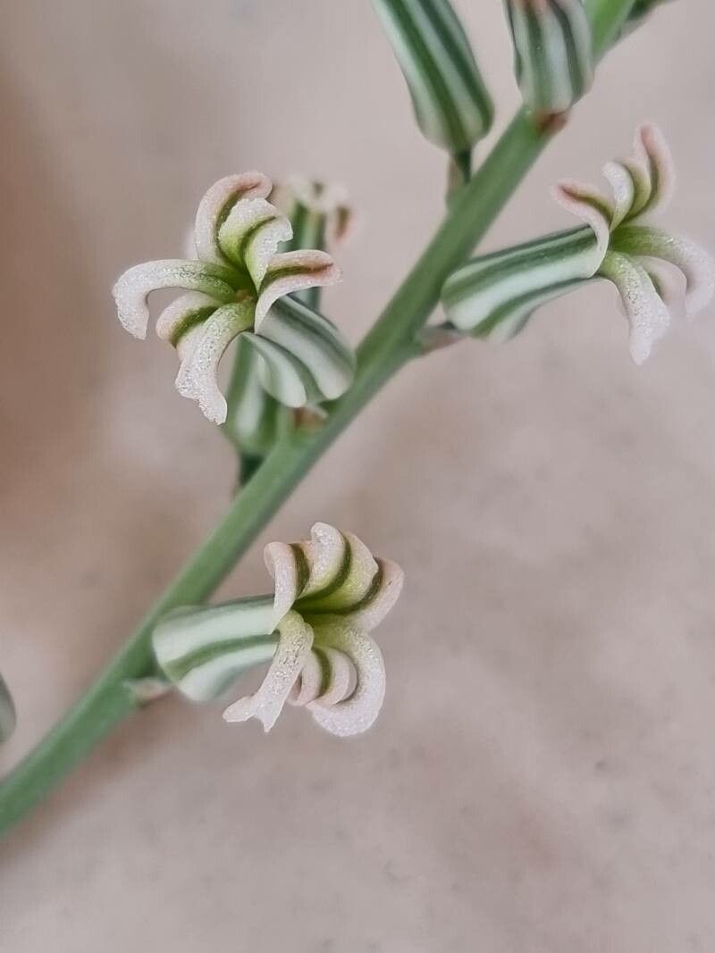 Haworthia turgida flower