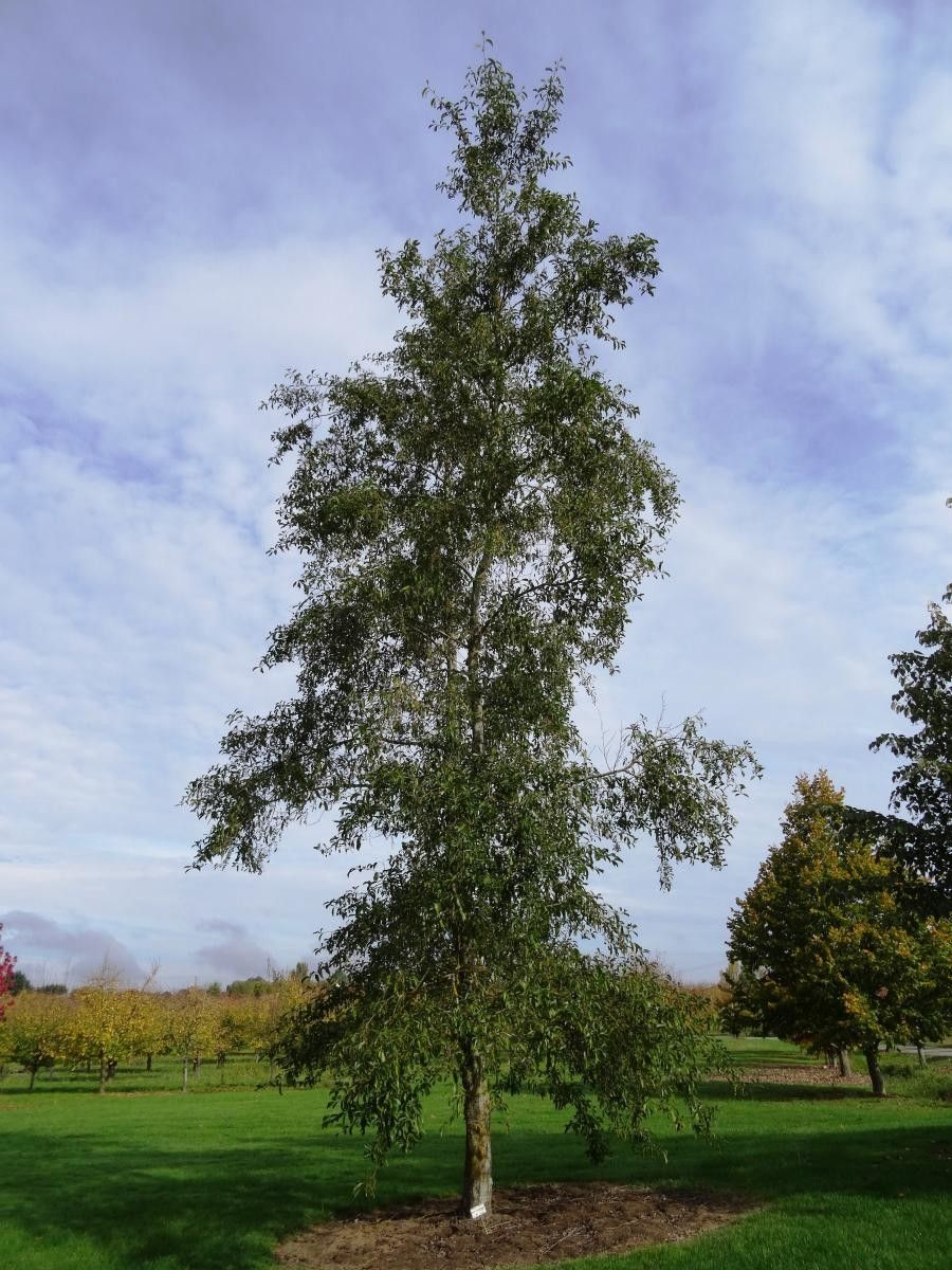 Alnus cremastogyne habit