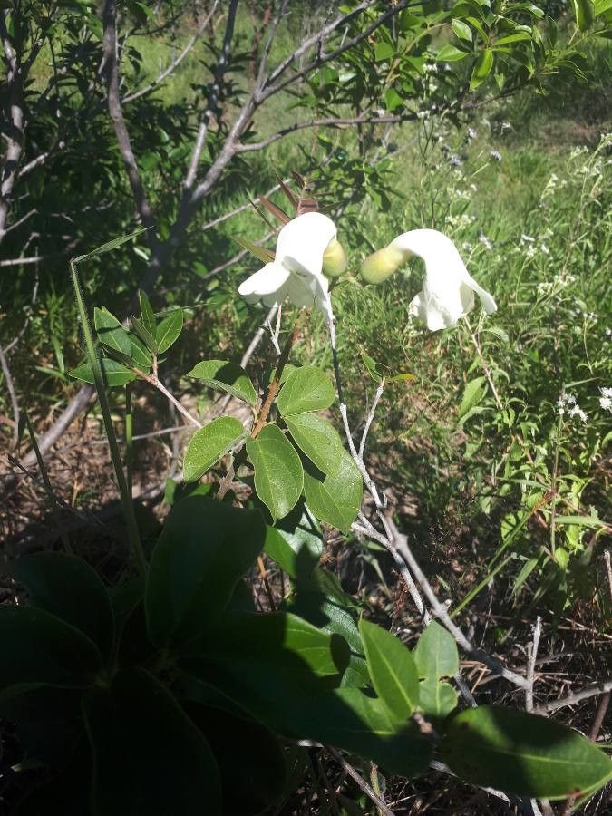 Amphilophium mansoanum flower
