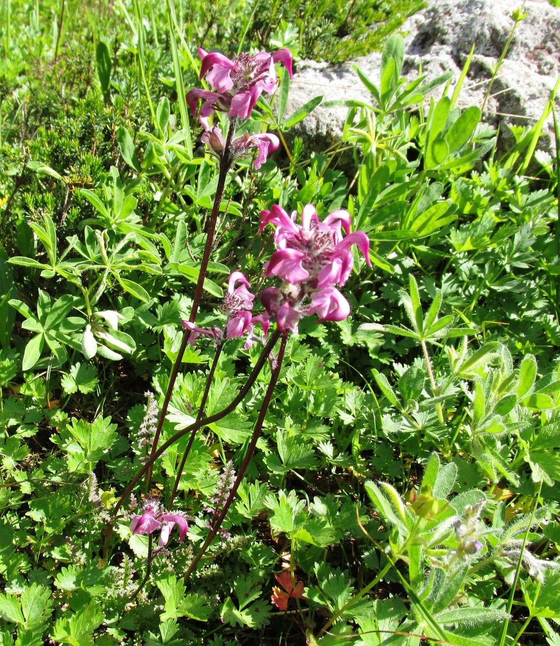 Pedicularis ornithorhynchos habit